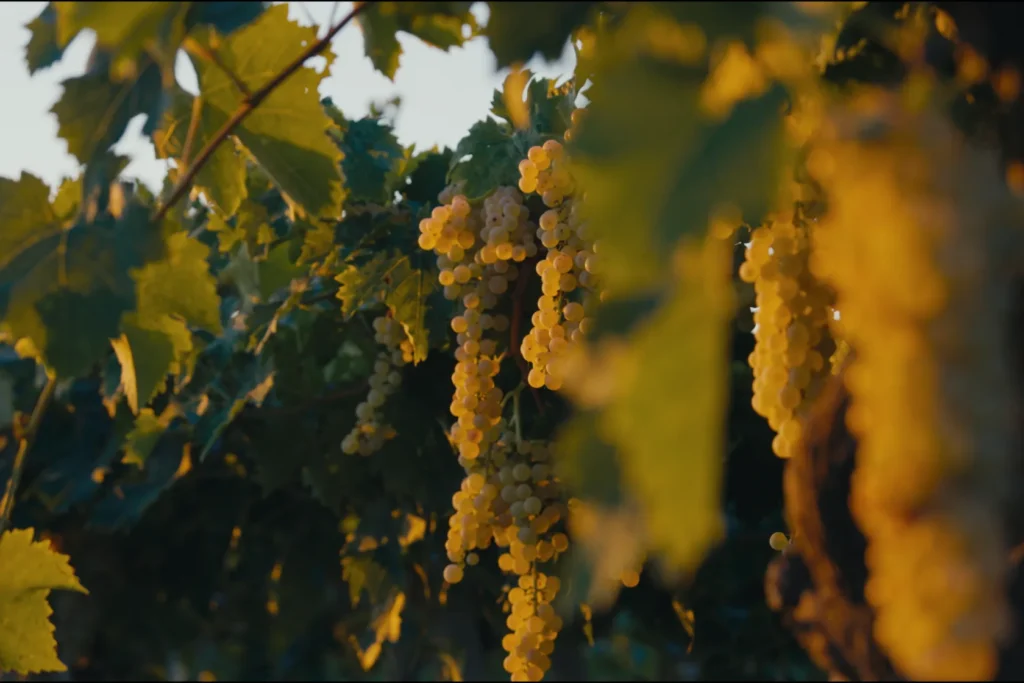 Genevitis - Chiore Filosofia