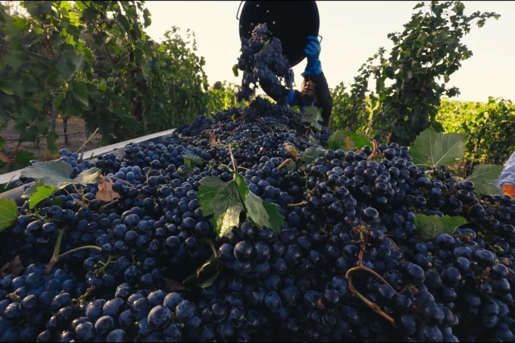 Genevitis - Lazio - Tradizione