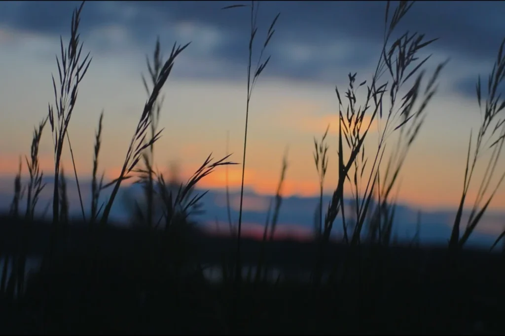 Genevitis - Sardegna_Progetto