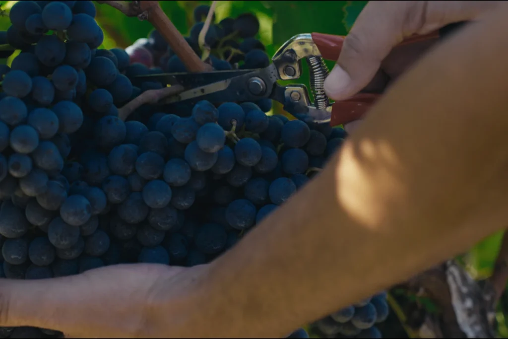 Genevitis - Sardegna_Ritmi naturali