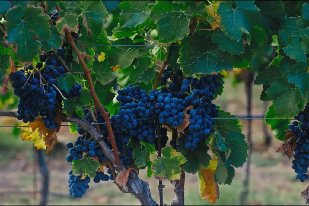 Genevitis - Sardegna_Viticultura